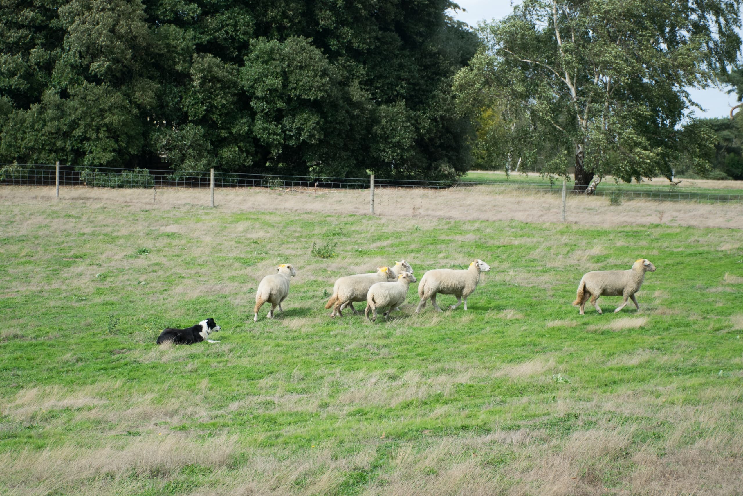 Sheepdog herding sheep across grassy meadow in rural Ireland