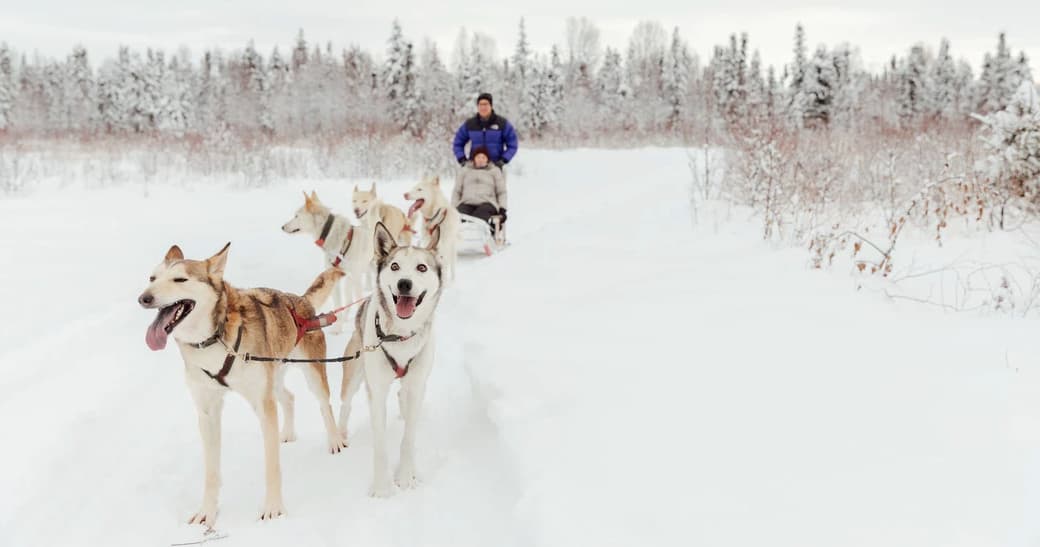 Winter Mushing with Alaska Sled Dog Tours in Talkeetna