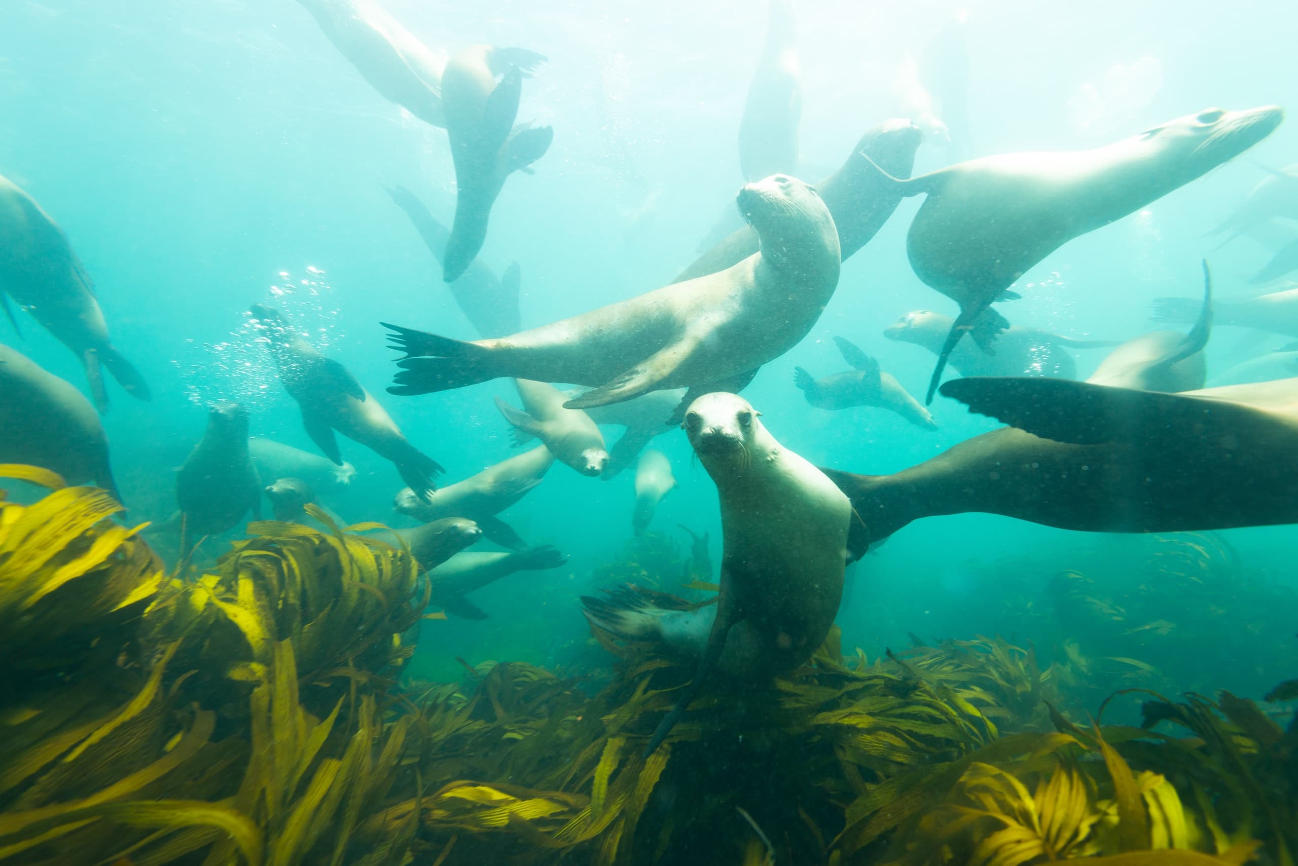 Mag Bay Expedition: Dive Shipwrecks, Snorkel Mangroves & Glamp in Magdalena Bay photo 2