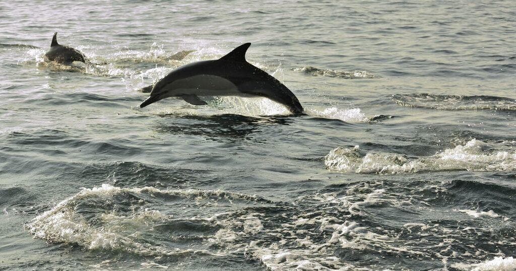 Ocean Dolphin Cruise | Dolphin in Hilton Head Island, South Carolina photo 1