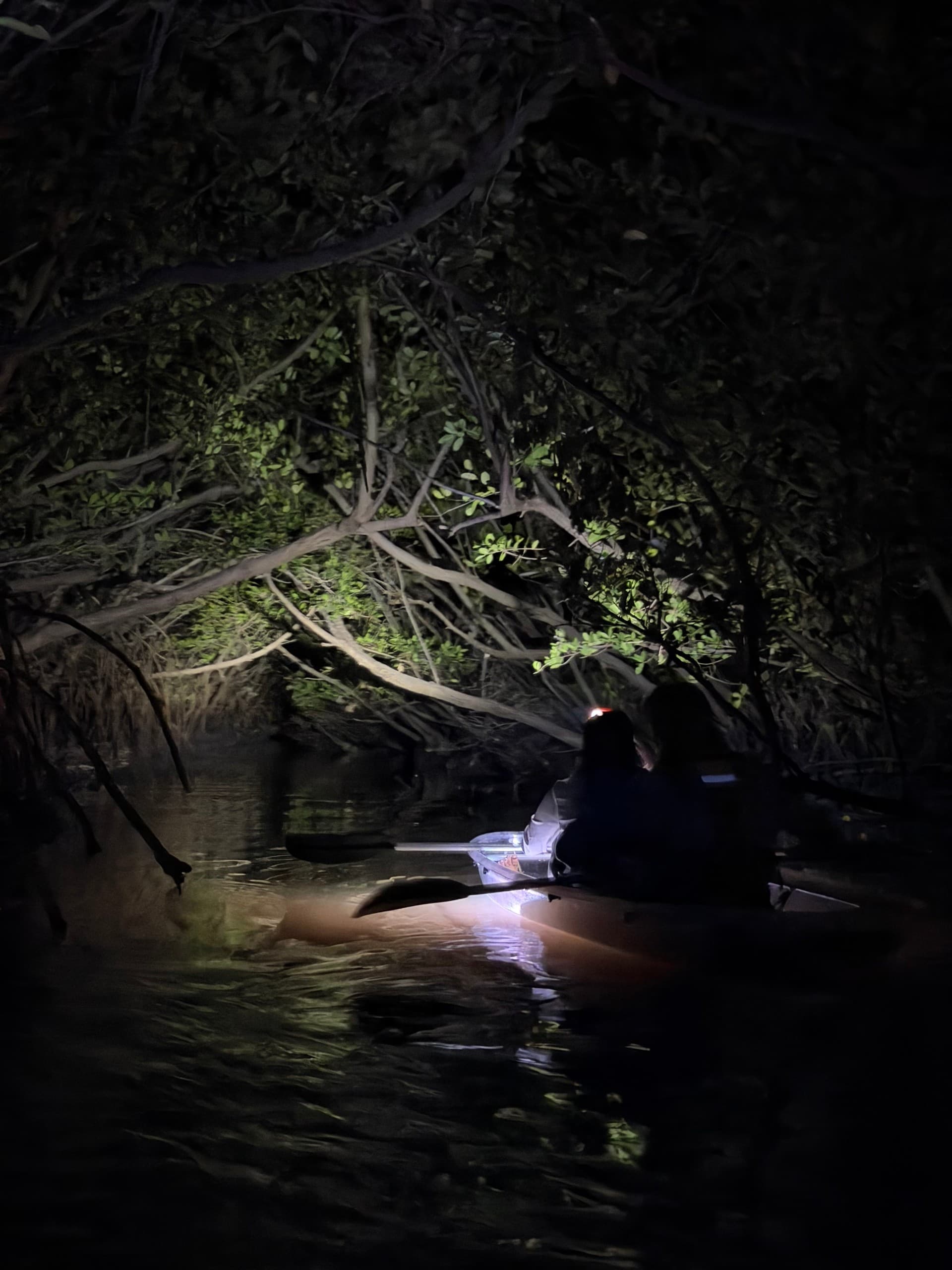 Clearwater Cooper's Bayou Glow: Clear Kayaks & Bioluminescence Night Tour photo 4
