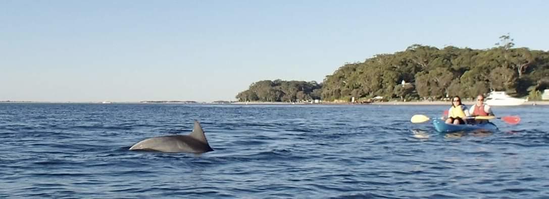 Wild dolphin sighting near kayakers in calm coastal waters