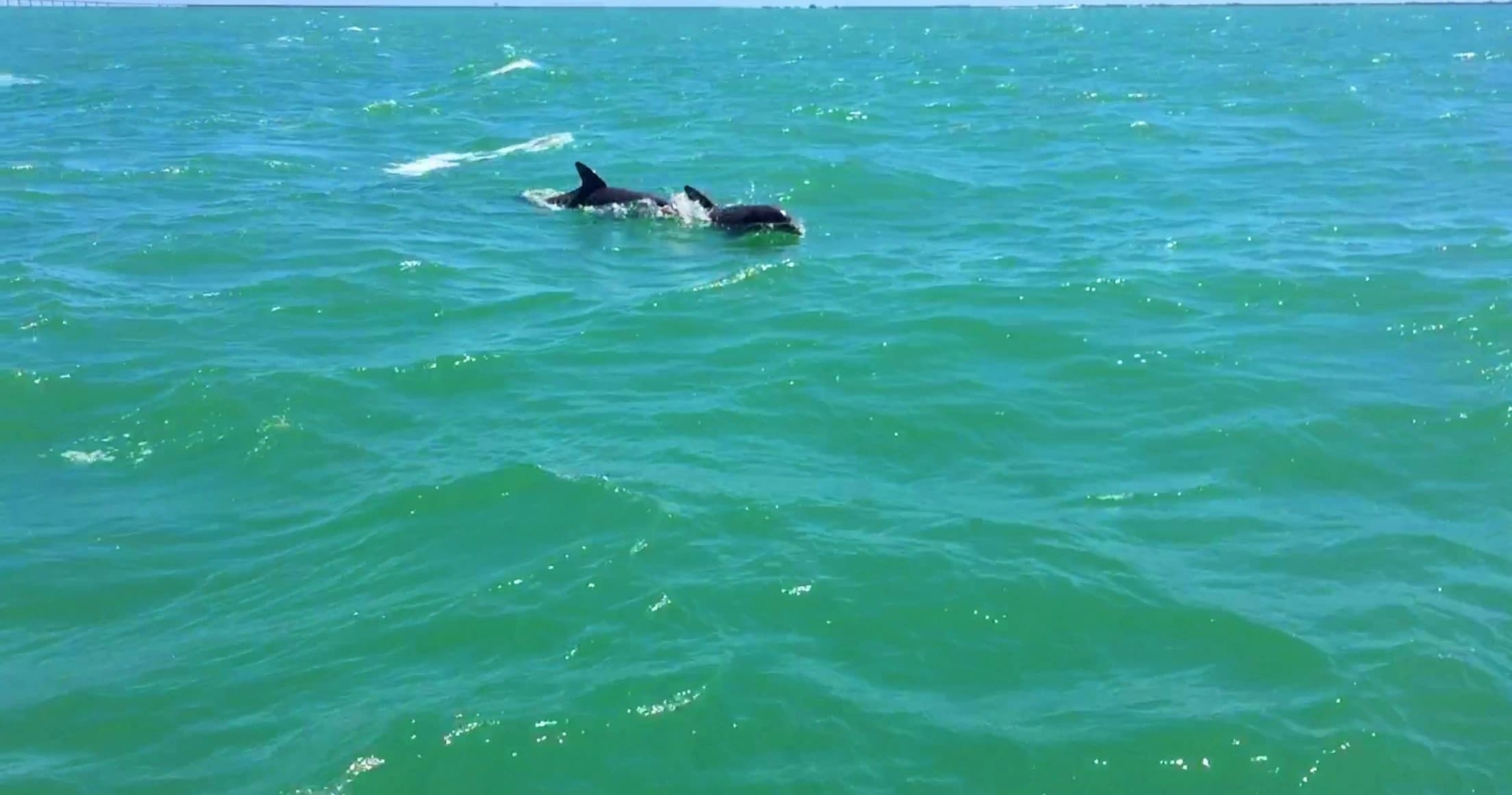 Wildlife & Water Activities with Anna Maria Tours