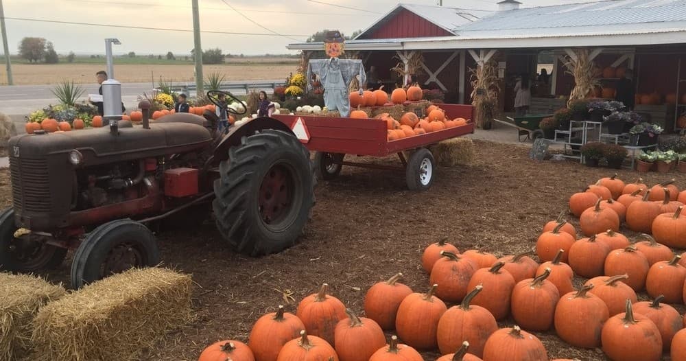 Autumn Fun at Reesor's Farm Market: Pumpkin Picking & Corn Maze