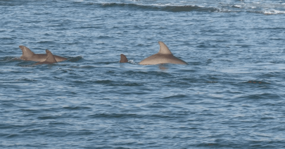 Dolphins swimming near surface offshore during wildlife tour