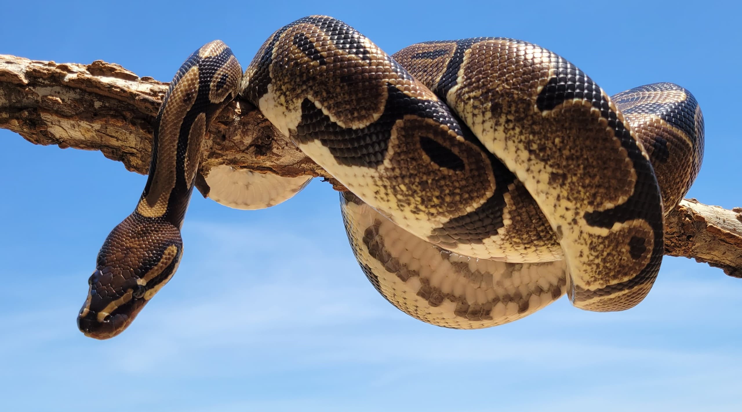 Ball python coiled on branch against blue sky in bushland
