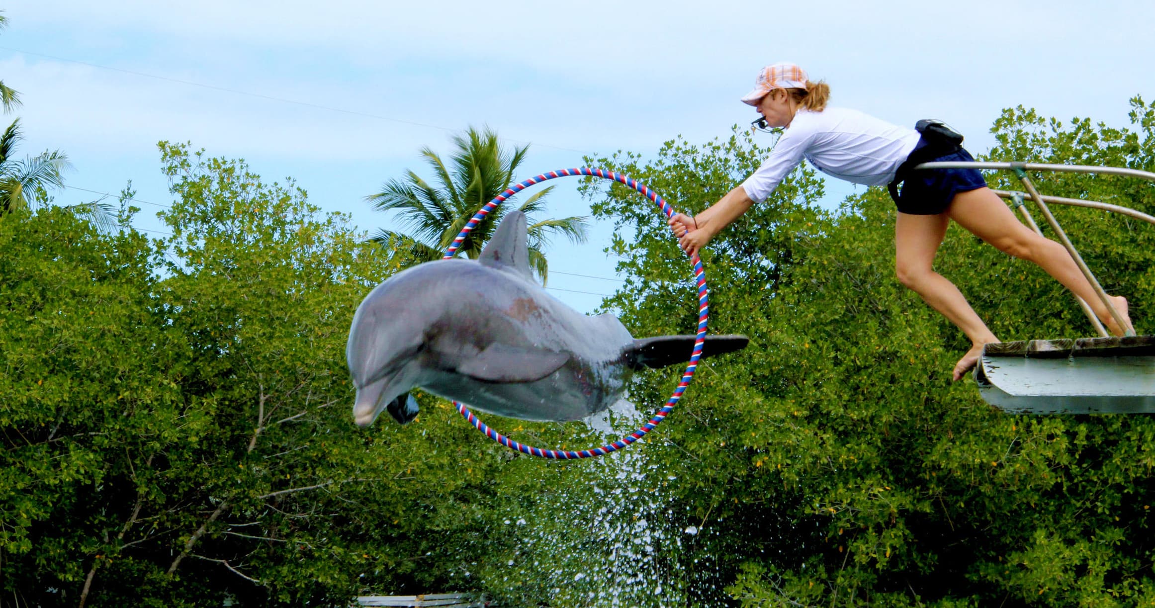 Guide with guest interacting with leaping dolphin in mangroves