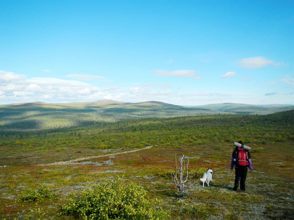 Winter Wilderness Husky Hike at Kiilopää with Kakslauttanen