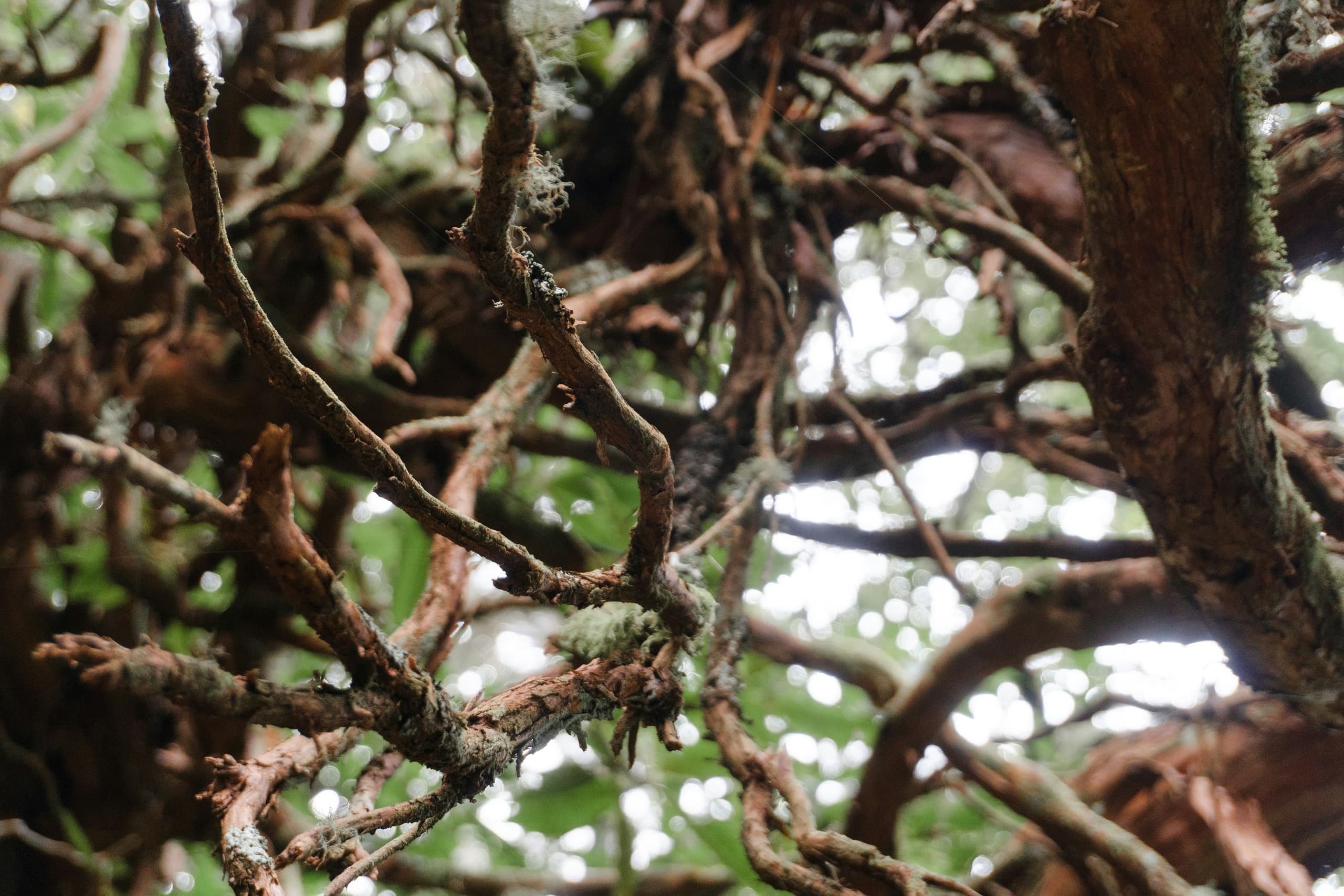 Hiking Caldeirão with Corvo Travel in the Azores