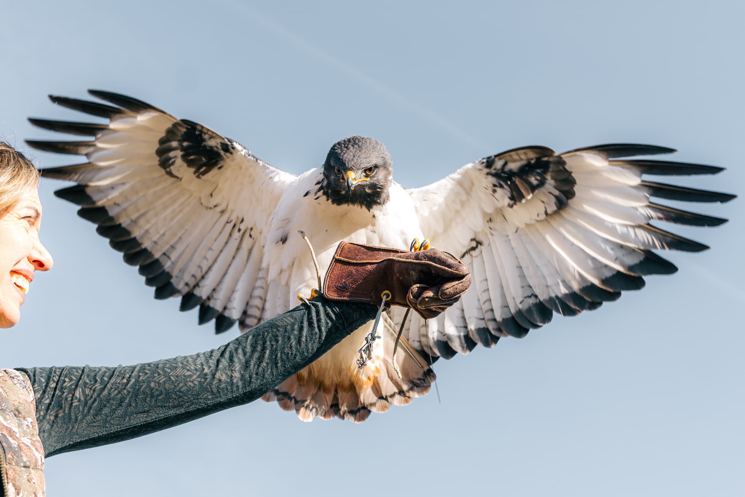 Master Falconry Techniques with Falconry 102: Train and Fly Birds of Prey Near Nashville