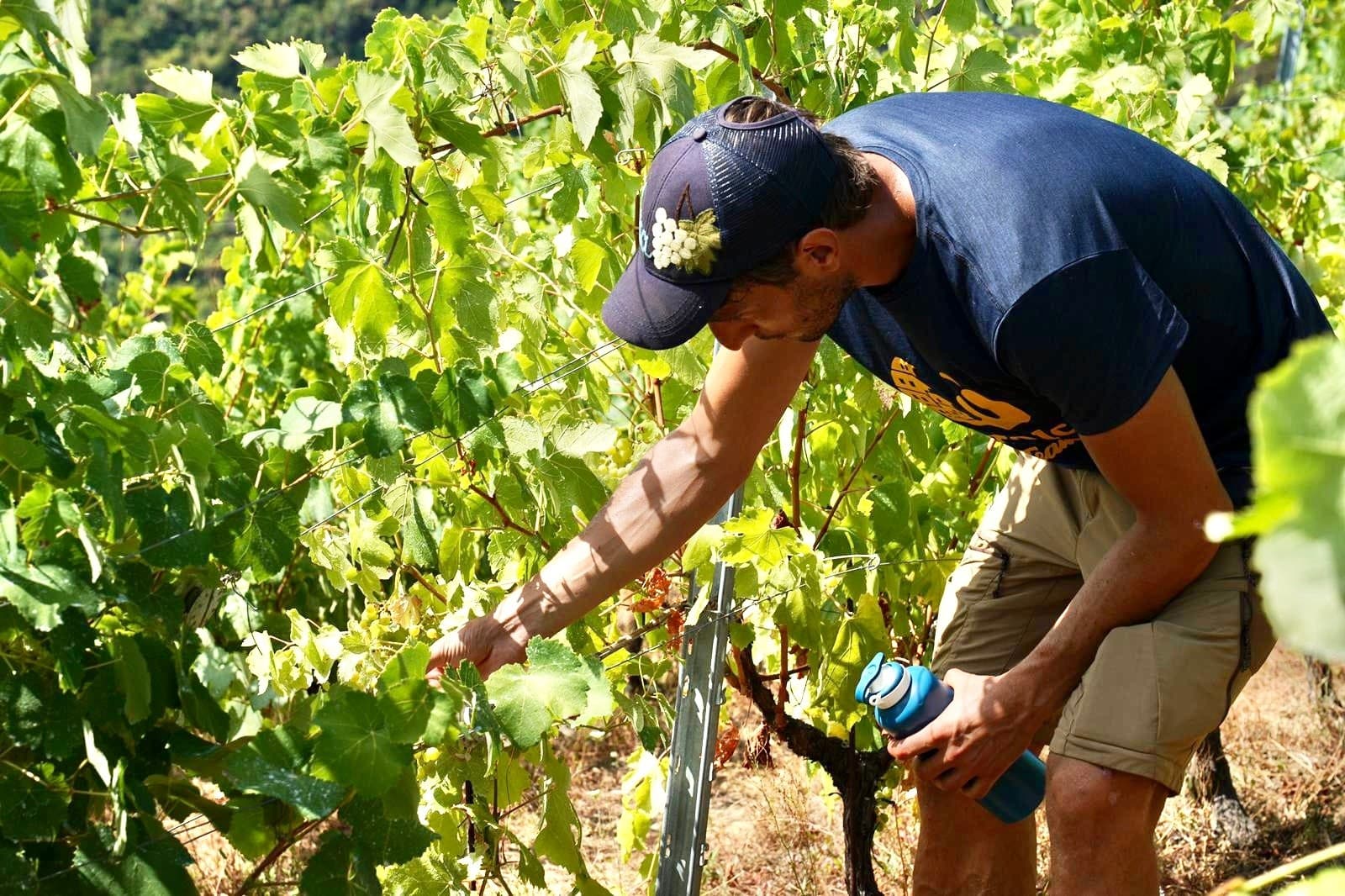 Grapes harvesting worker pruning vines on steep vineyard slope