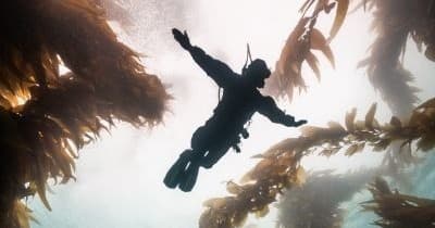 Avelo Neutral-Buoyancy Dives off Avalon — 3-Day Catalina Experience