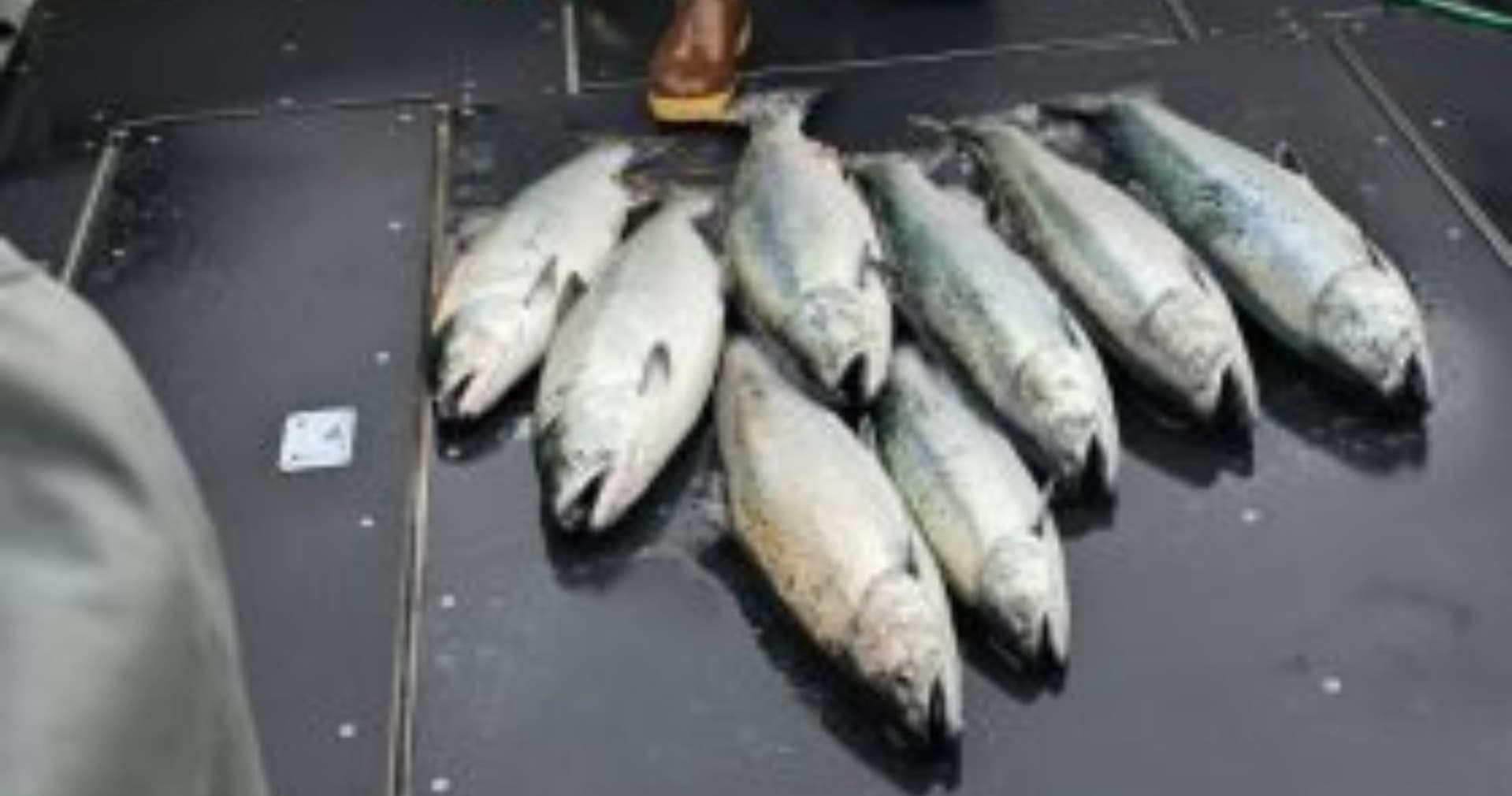 Alaskan Fishing Trip with Y-Knot Charters