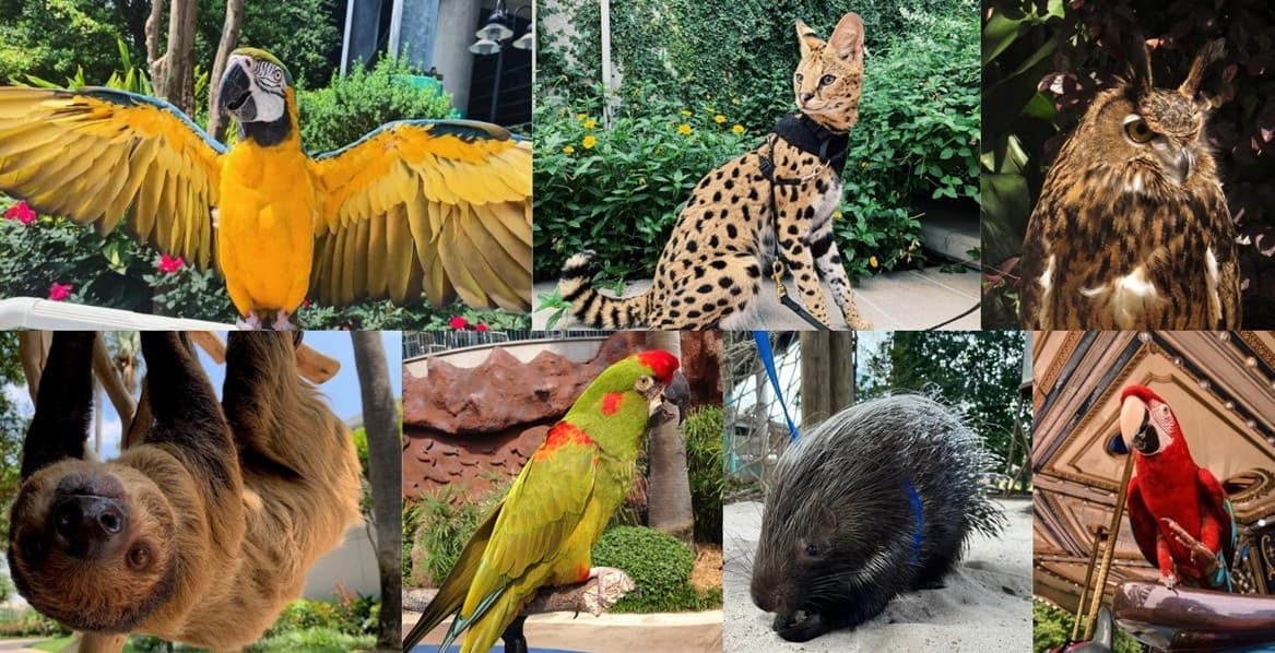 Mystery Animal Meet & Greet at Downtown Aquarium Houston