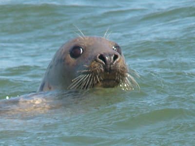 Seal Cruise Experience with Monomoy Island Excursions in Harwich Port