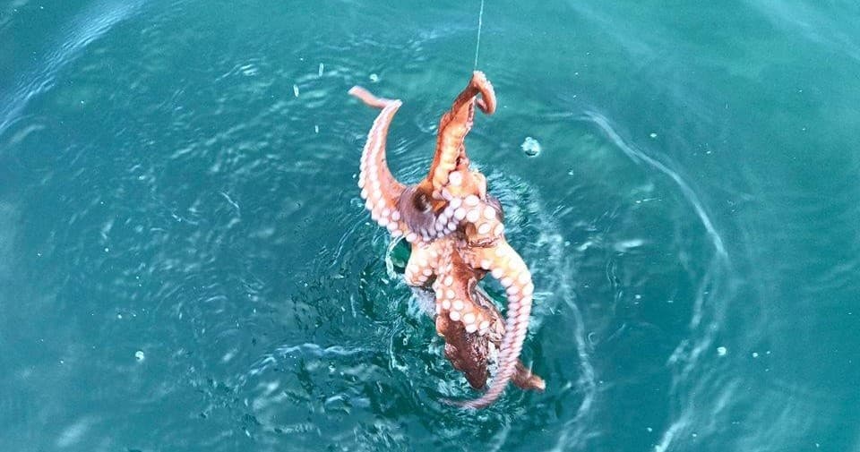 Angler pulling colorful octopus from turquoise open ocean water