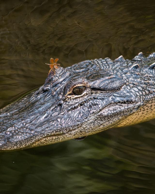 Pontoon Boat Swamp Tour with N’awlins Luxury Tours