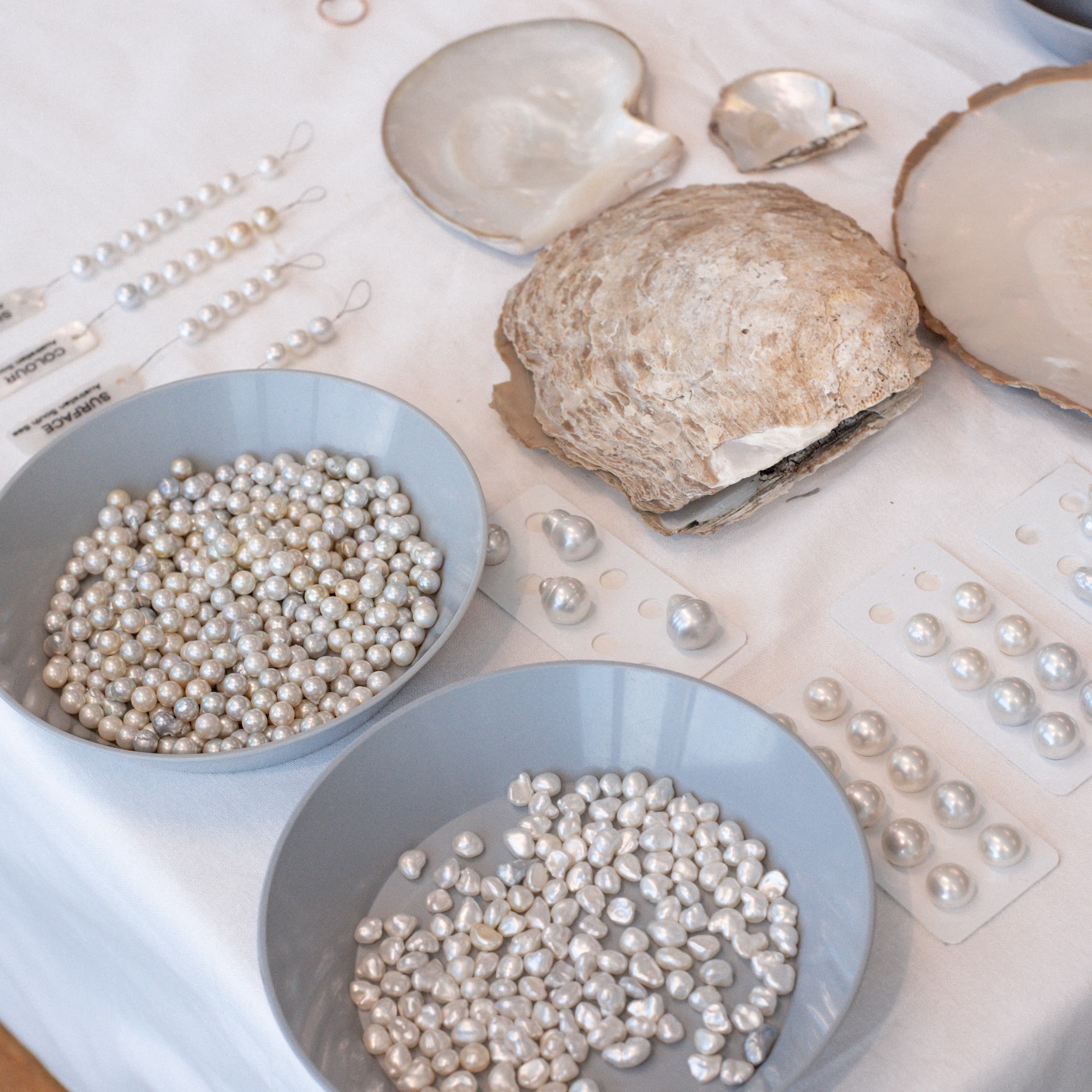 Pearl Grading Class at Cygnet Bay Pearl Farm