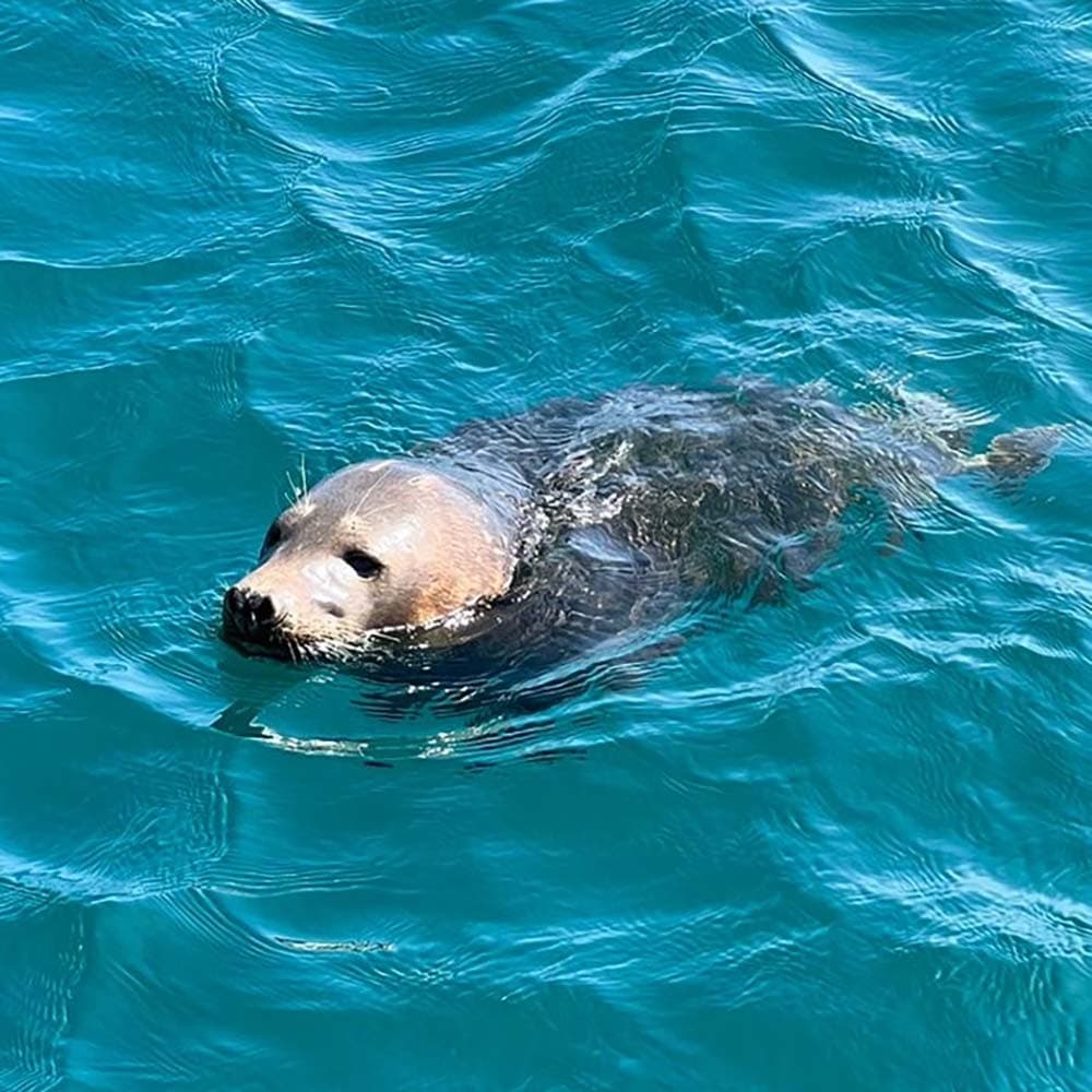 Grey seal swimming in turquoise coastal waters near Ilfracombe