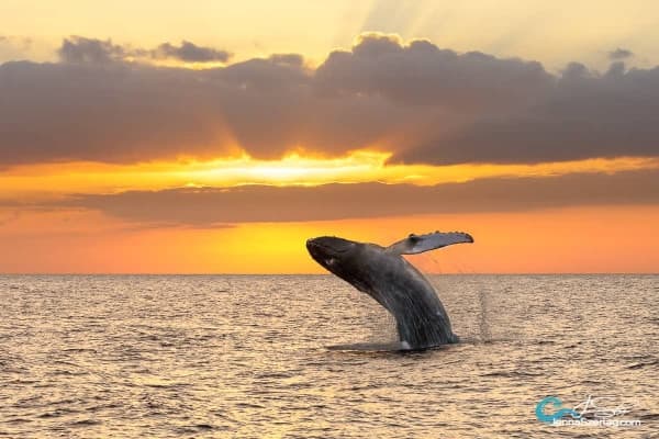 Sunset Whale Watching Tour in Haleiwa, Hawaii