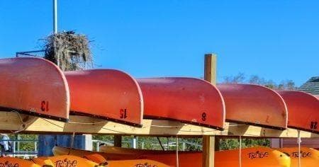 Explore Florida’s Everglades with a 2-Day Kayak Rental
