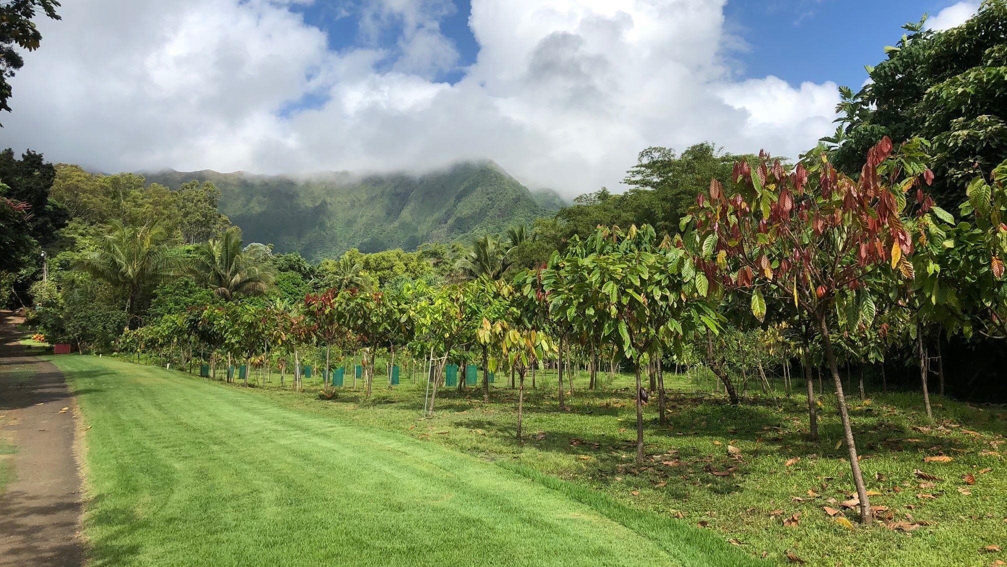 Lush cacao grove rows and mountain vista at 21 Degrees Estate