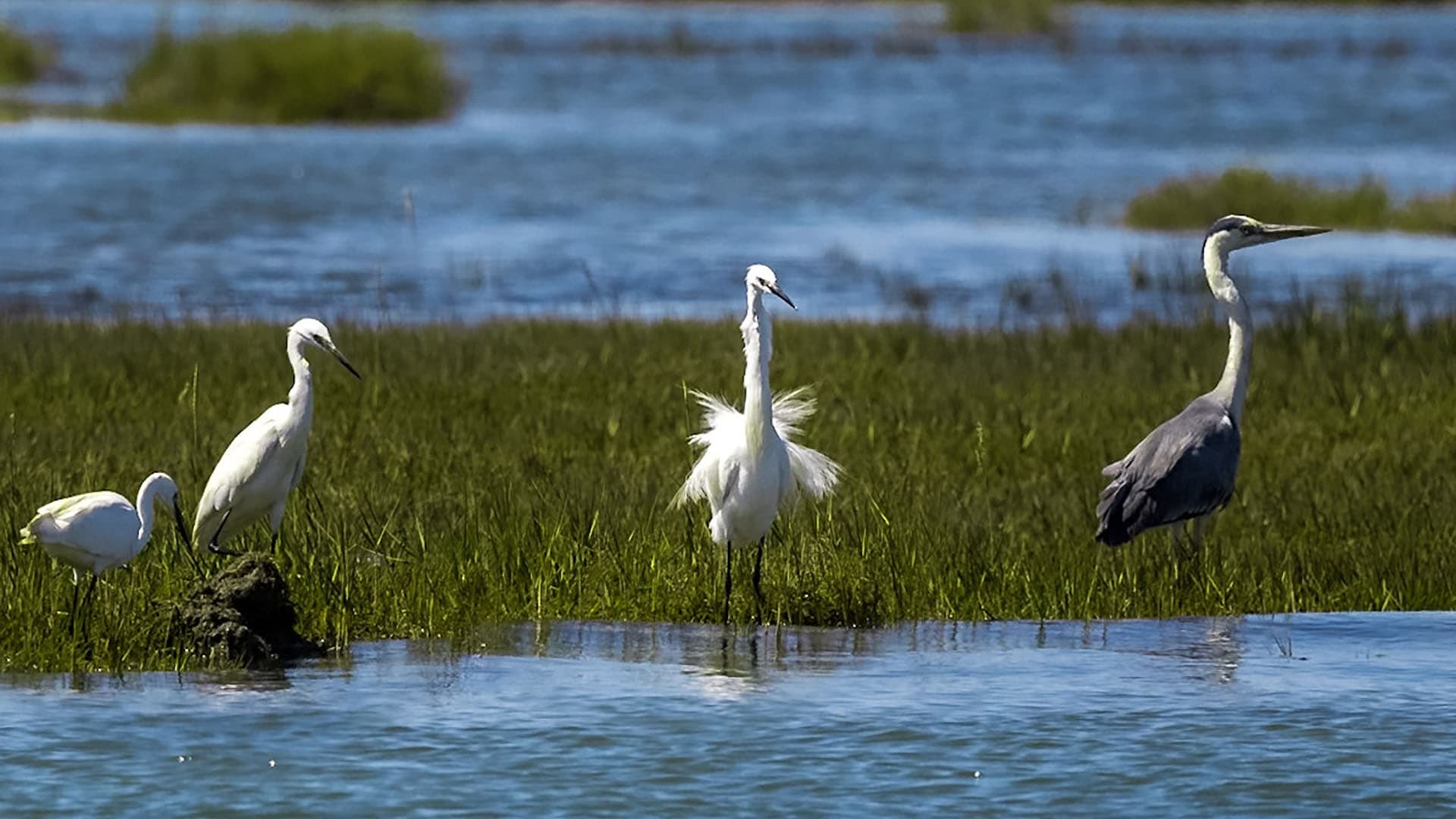 Ria Formosa Bird-Watching Boat Tour: Faro Lagoon Wildlife Cruise