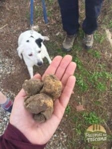 Truffle Hunt and Wine: Private Culinary Tour in San Miniato Hills photo 1