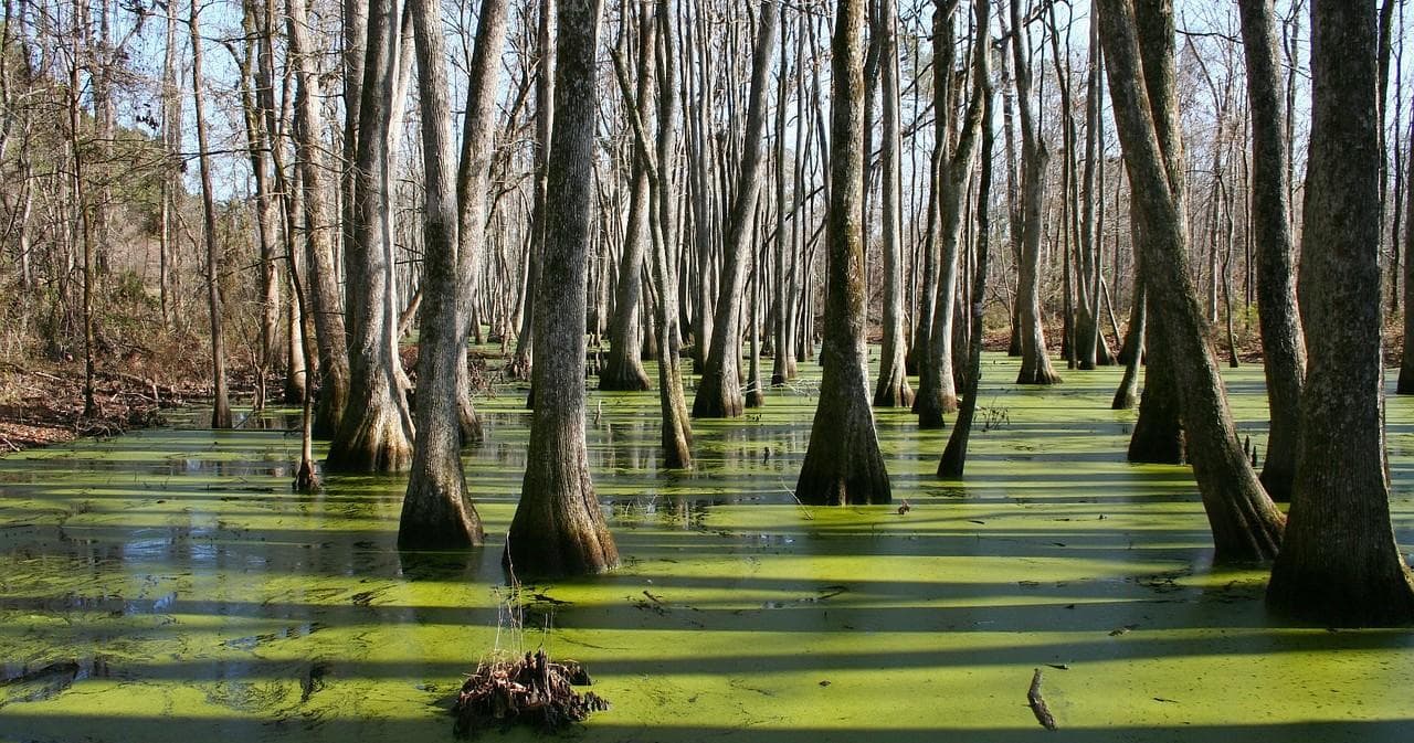 Cypress swamp with towering trees in shallow water, bayou tour