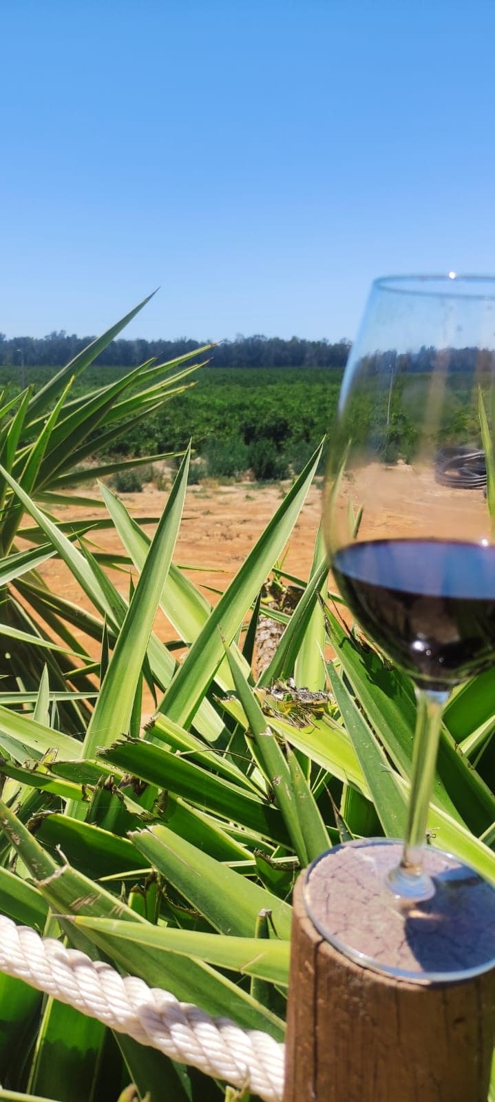 Off-Road Wine Tasting Adventure in Algarve, Portugal