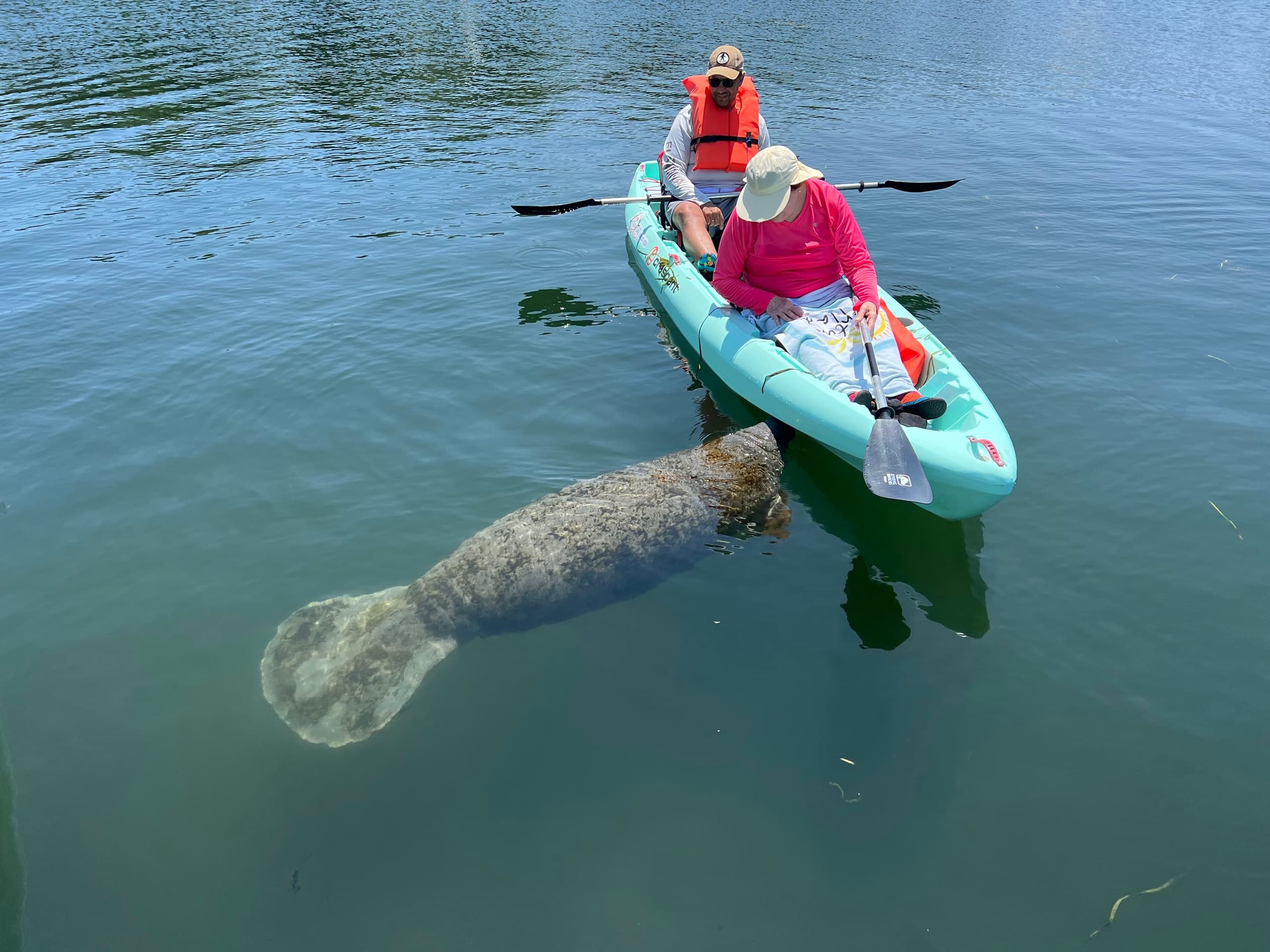 Manatee Kayak Eco Tour at Crystal River with Kacey's Custom Adventures