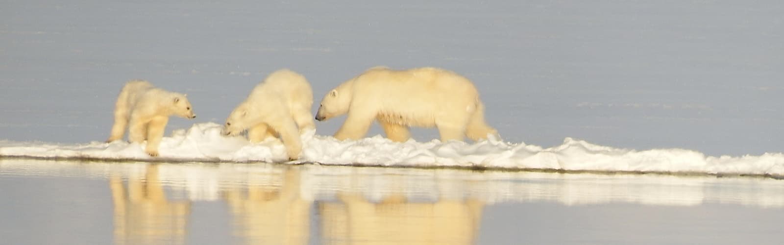 Arctic Fjordcruise with Henningsen Transport & Guiding AS