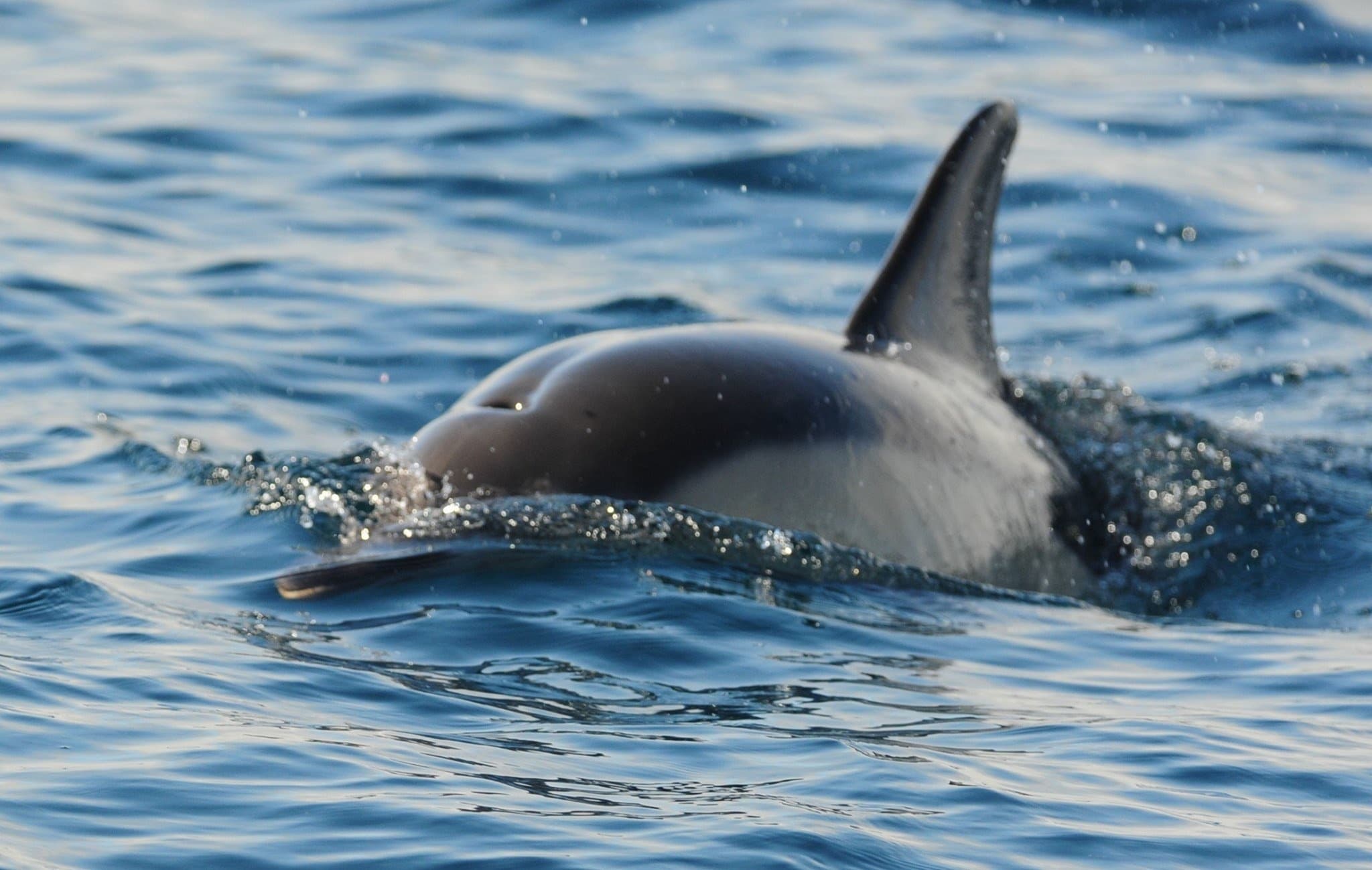 Explore Falmouth Bay on a 3 Hour Family-Friendly Wildlife Cruise