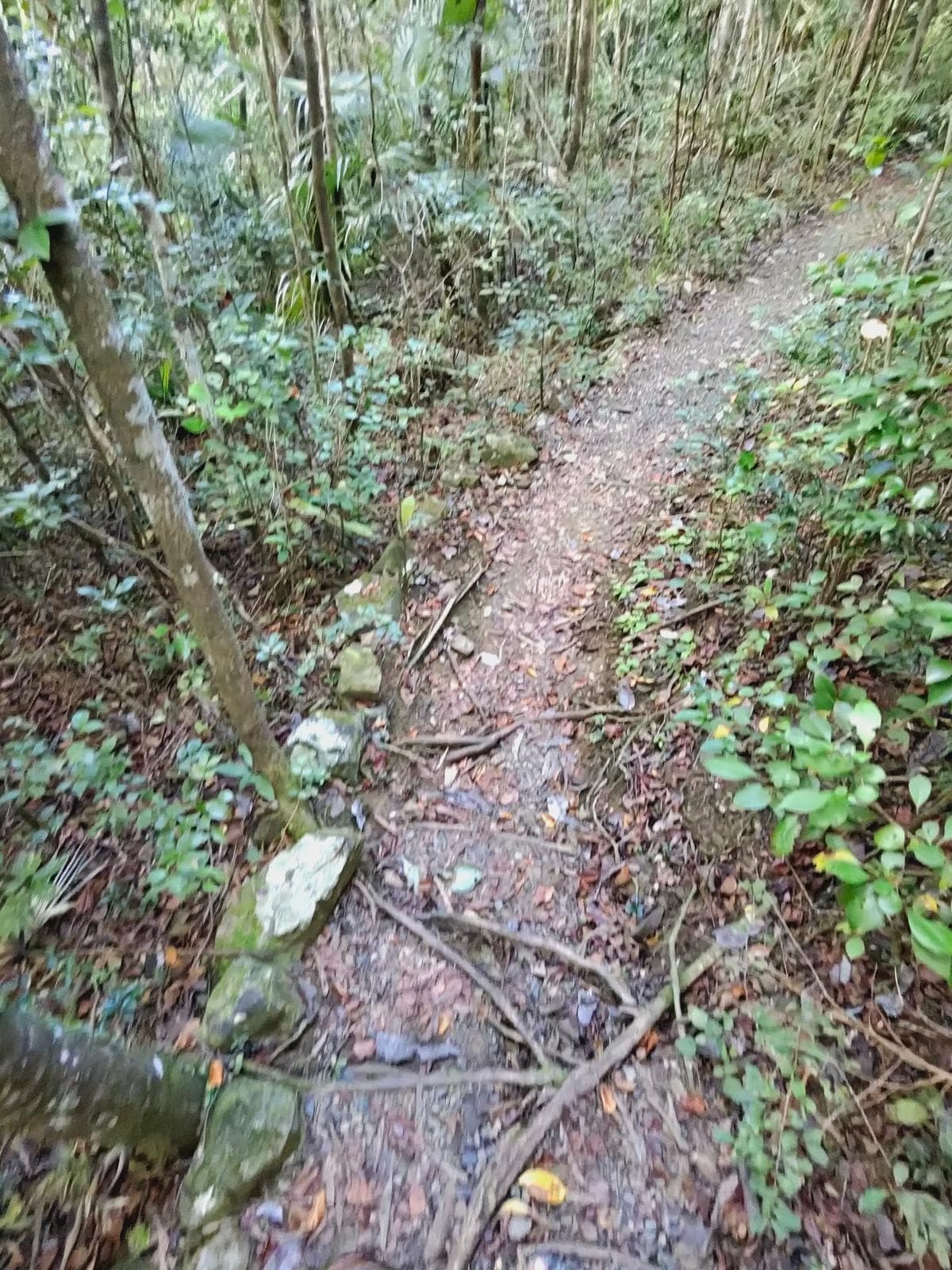 Explore Magens Bay Beach Trail: Virgin Islands’ Tropical Coastal Hike with Stunning Panoramas