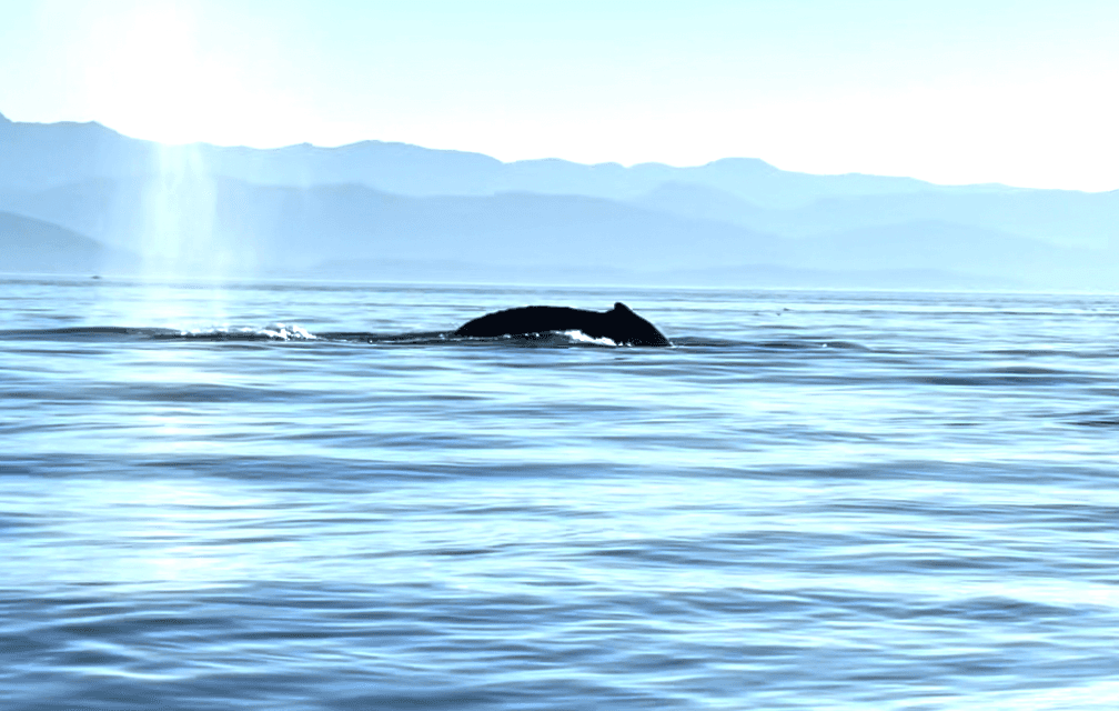 Explore the Wild West Coast of Canada: Ocean Wildlife Tours from Victoria