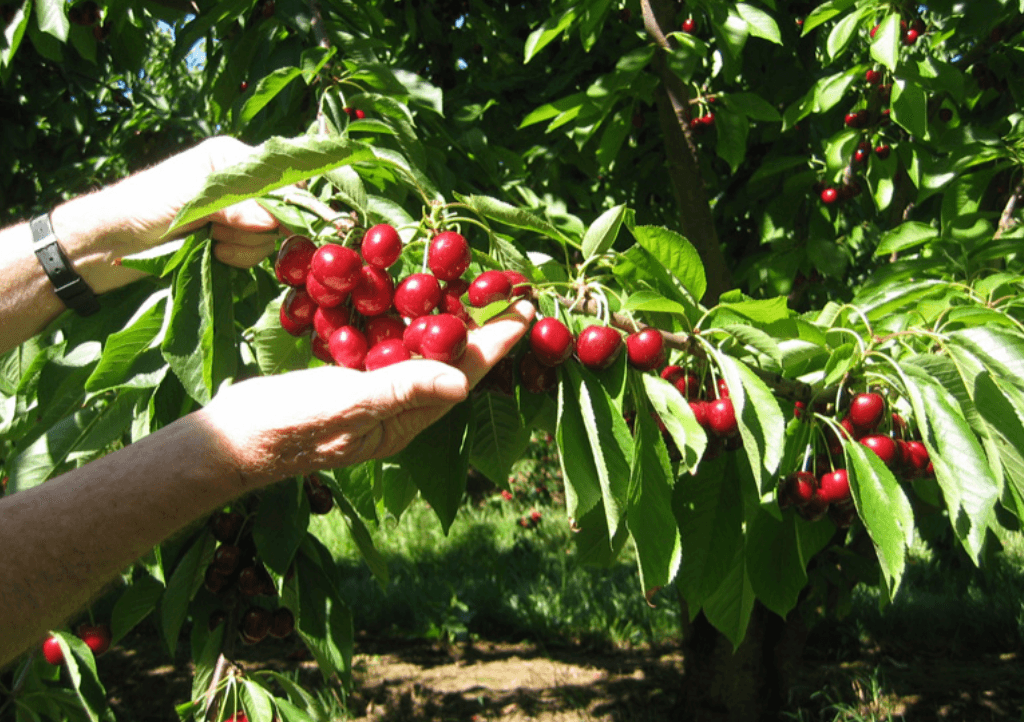 Blue Hills Berries and Cherries team