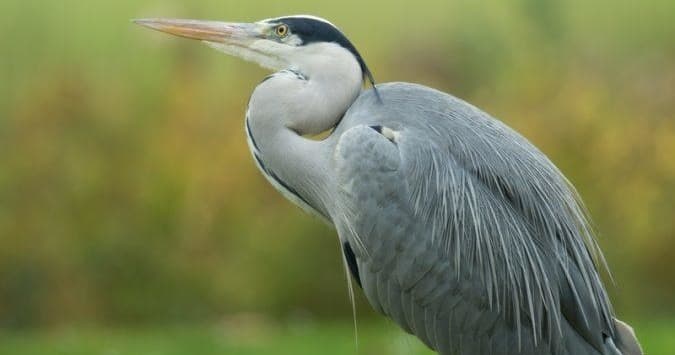 Explore Ria Formosa: Scenic Boat Tour & Birdwatching in Faro, Portugal