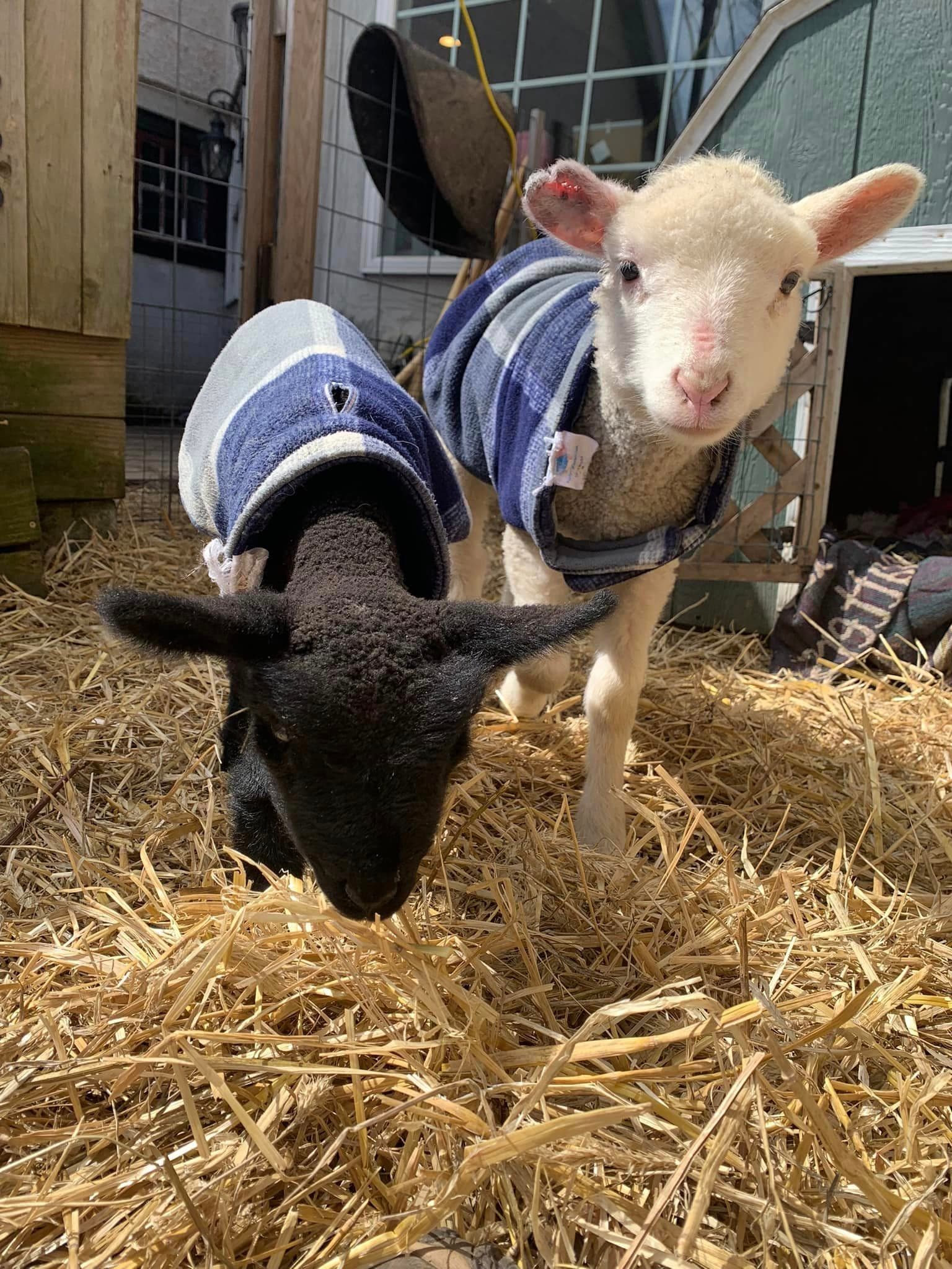 Private Lamb Cuddling Experience in Dresher, PA