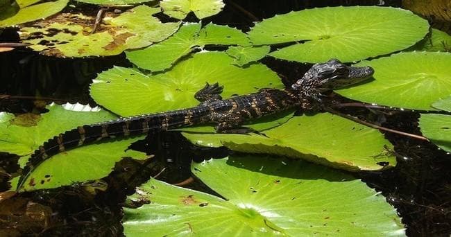 Kayak Eco Tour in Everglades City with Aquaterra Excursions