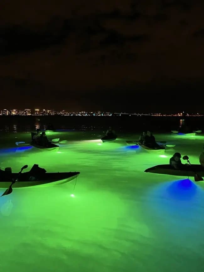 LED Glass-Bottom Kayak Night Tours in Sarasota: Manatees, Mangroves & Skyline Views