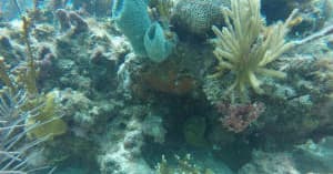 Water Activities: H2O Offshore Adventures in Southwest Florida