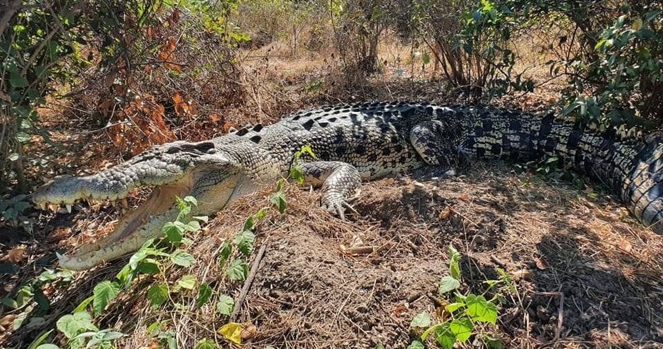 Jumping Croc Cruises team