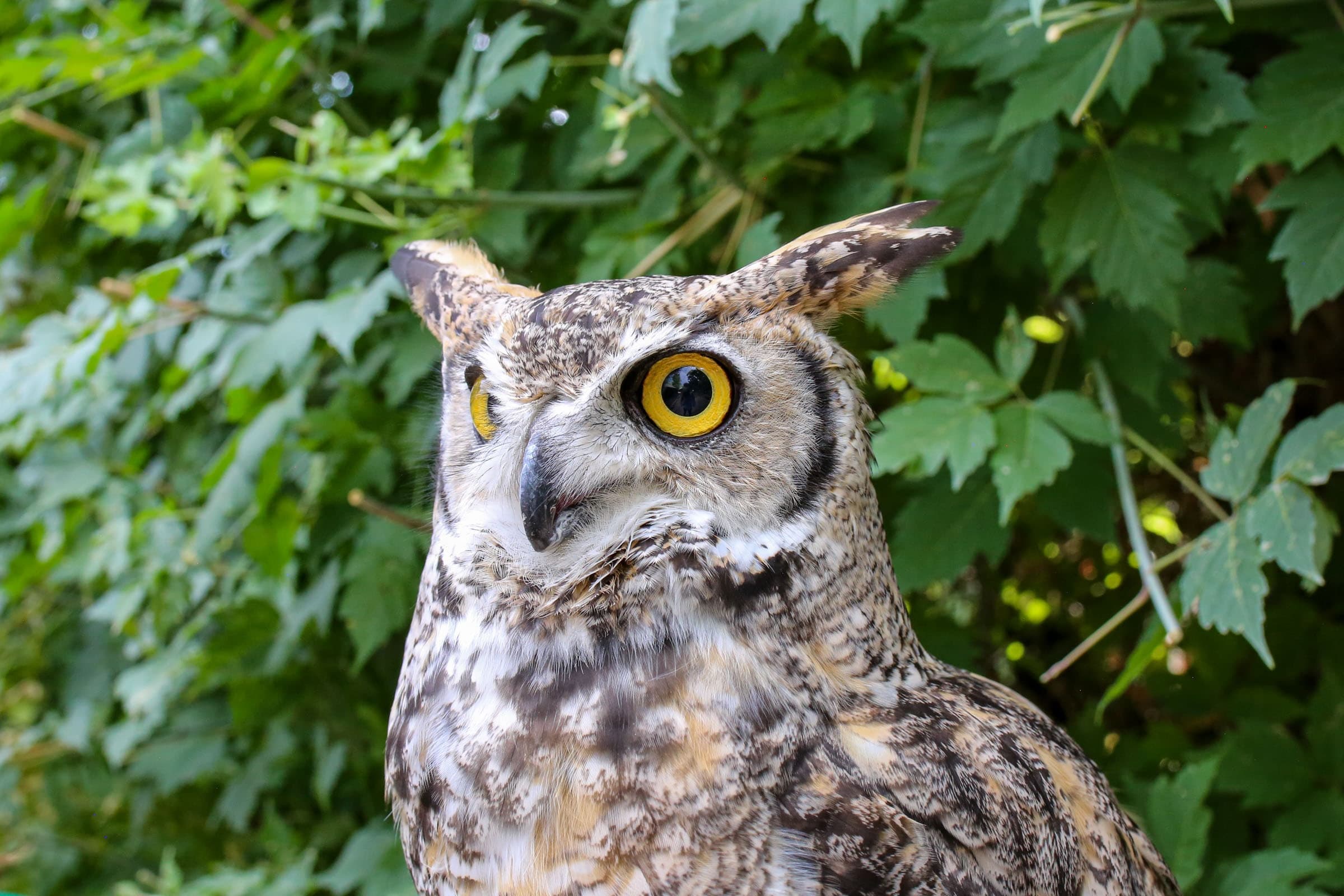 Night Owl Prowl at Ogden Nature Center: Guided After-Dark Owl Walks in Ogden, Utah