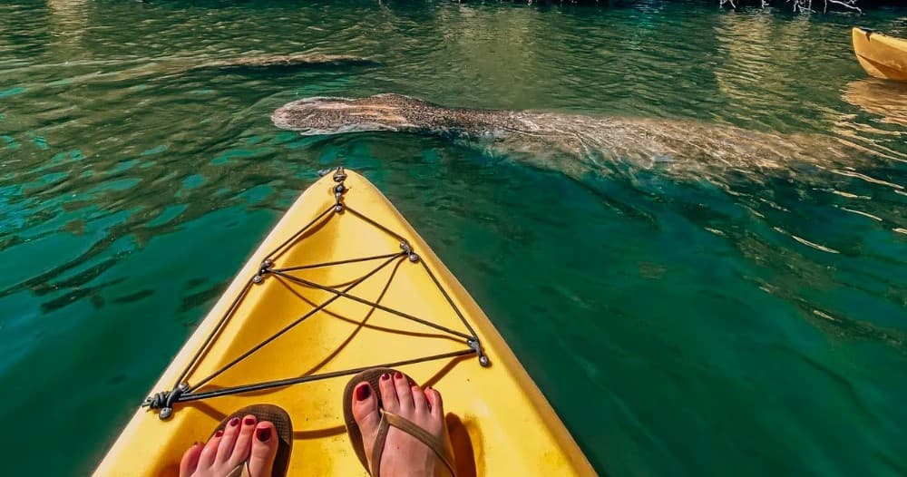 Guided Dolphin & Mangrove Kayak Tour by Cape Coral Kayak in Matlacha