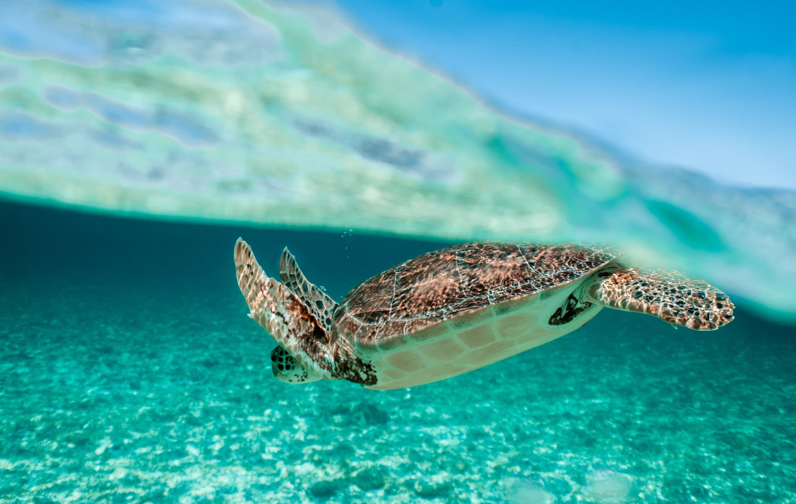 Discover Juno Beach’s Living Beaches: An Immersive Ecosystem Adventure