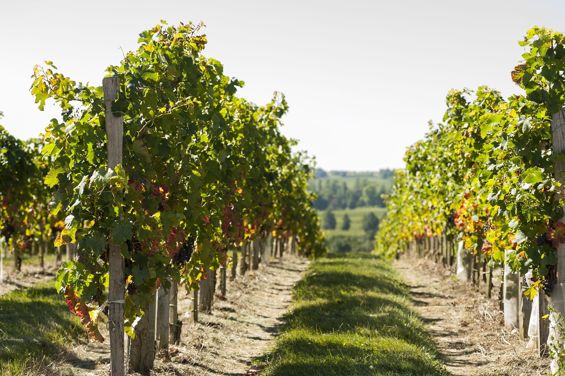 Vineyard rows at Chateau Saint-Georges, walking between vines