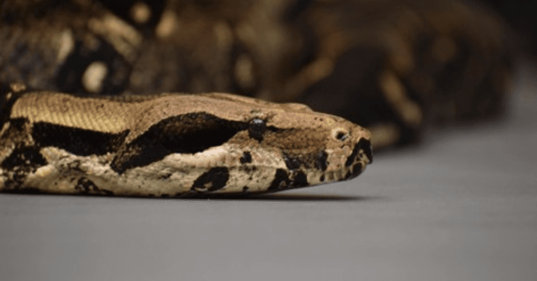 Reptile Meet and Greet at Downtown Aquarium Houston