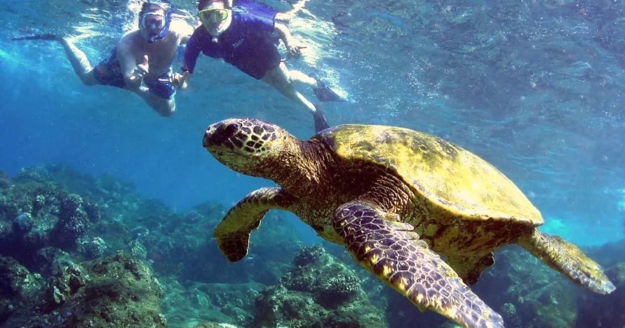Shoreline Snorkel at Turtle Reef, Olowalu Beach MD