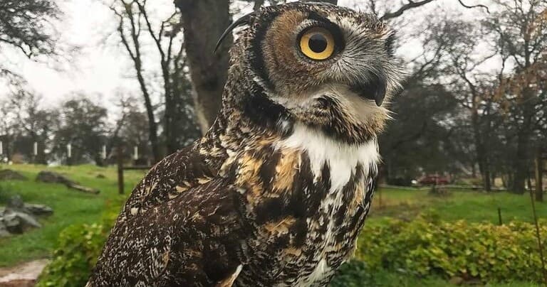 Owl Encounter Experience in Marysville, California