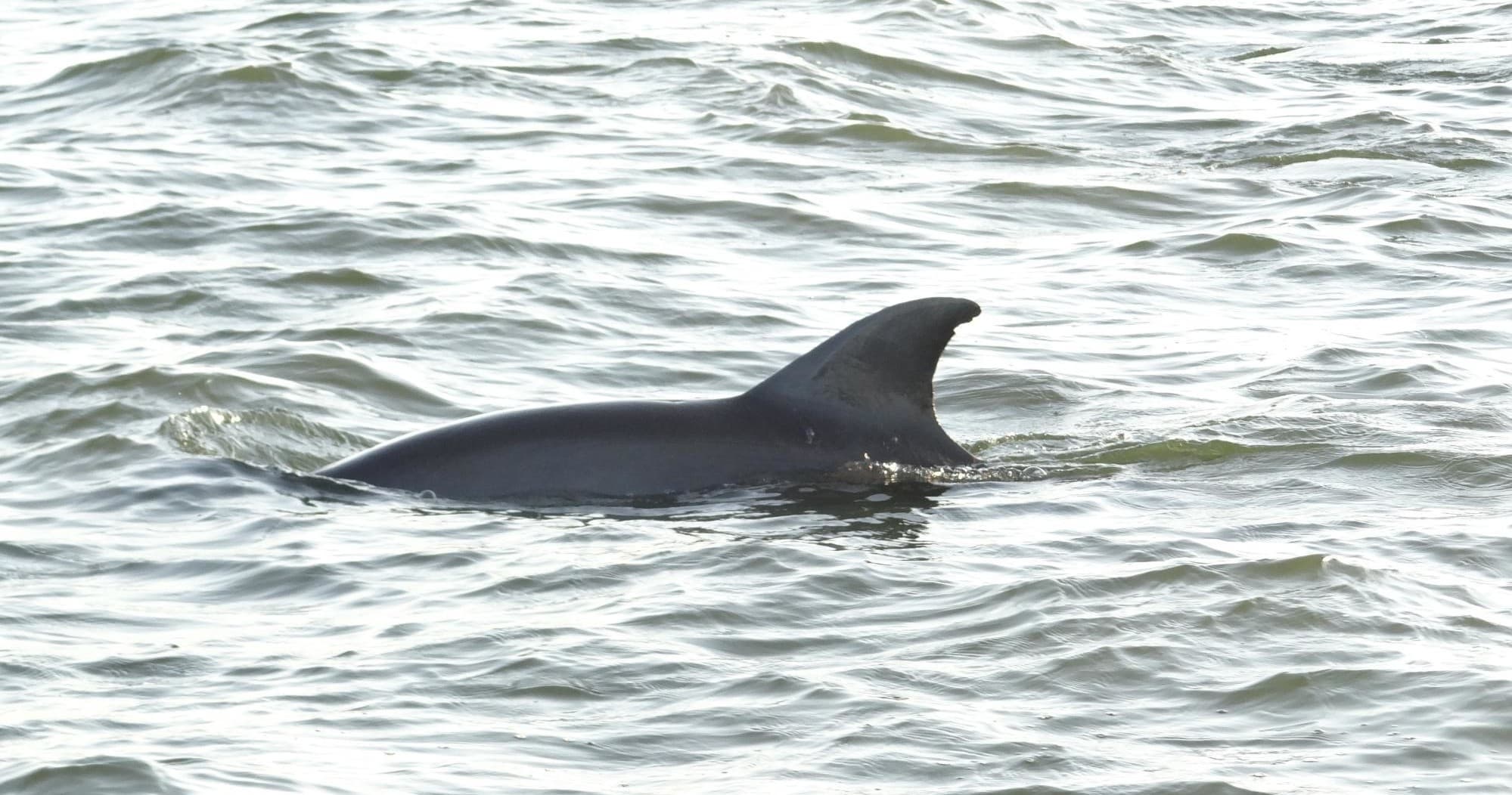 Bottlenose dolphin surfacing in choppy Space Coast coastal waters